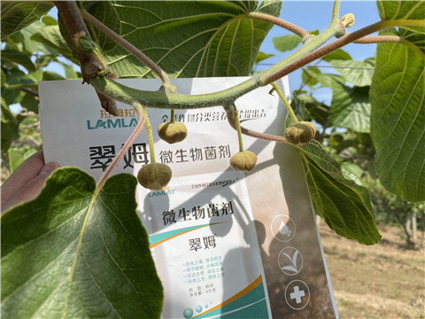 微生物菌劑，拉姆拉