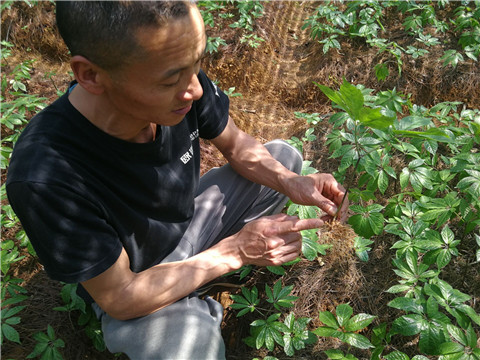 微生物菌劑，翠姆，拉姆拉