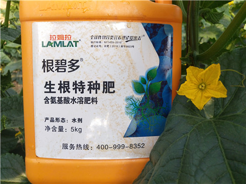 根碧多，拉姆拉