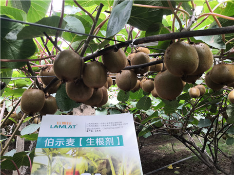 微生物菌劑，生根劑，伯示麥，拉姆拉