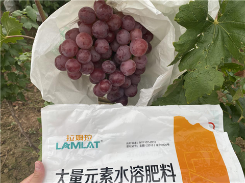 大量元素水溶肥，拉姆拉，翠姆