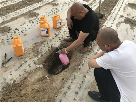 棉花，水溶肥，拉姆拉，翠姆