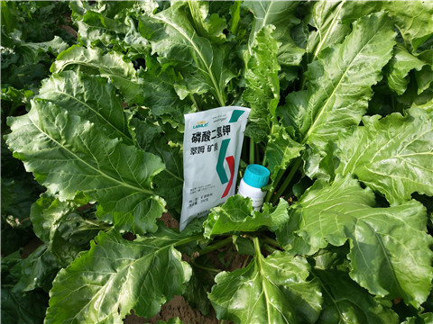 水溶肥，拉姆拉，翠姆