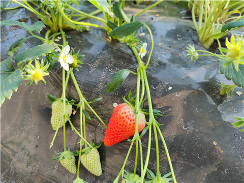 微生物菌劑，拉姆拉，翠姆