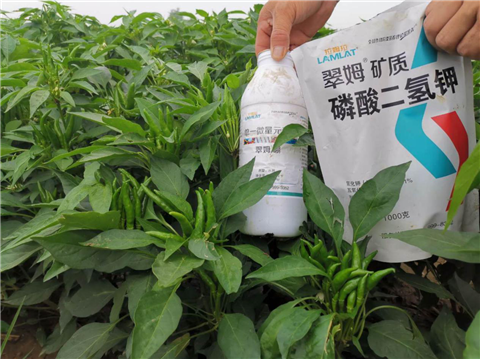 水溶肥，拉姆拉，翠姆