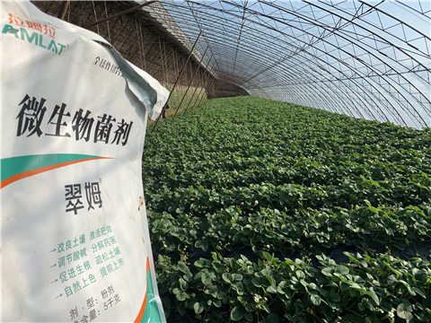 水溶肥，拉姆拉，翠姆