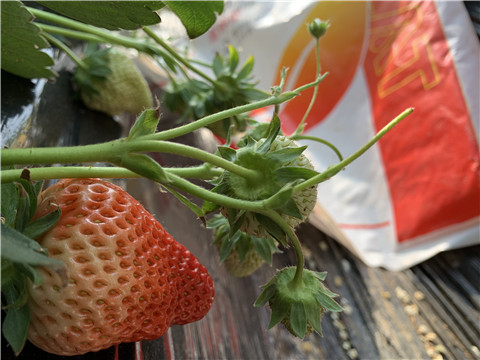草莓施肥管理，拉姆拉，翠姆