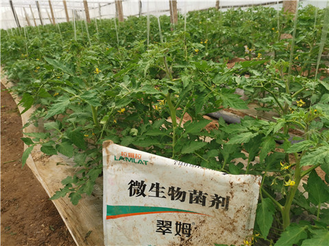 微生物菌劑，翠姆，拉姆拉