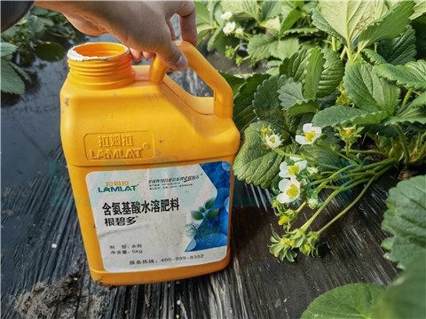 水溶肥，拉姆拉，翠姆