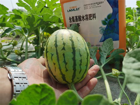 水溶肥，拉姆拉，翠姆